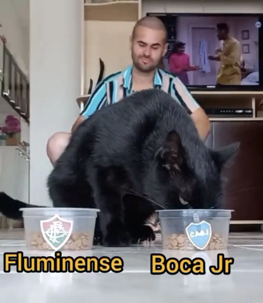 Gatinho vidente prevê campeão da Libertadores. Foto: Reprodução